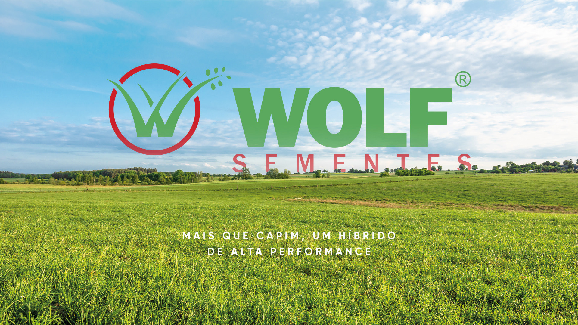 Wolf Sementes